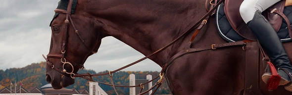 Cavalo selado com jóquei antes de uma competição equestre